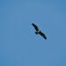 Learning to Fly