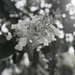 Hydrangeas