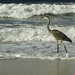 Heron, Surf
