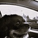 Happy Work Like a Dog Day !