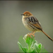 A sweet little bird