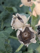 5th Aug 2025 - Hollyhocks in August
