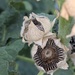 Hollyhocks in August