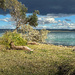 Kangaroos sunning by the beach