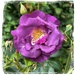 a rose called rhapsody in blue