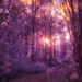 Purple Haze
