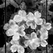 Verbena in b&w...