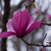 Magnolia