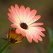 Osteospermum~~~~~