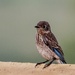 Young Eastern Blue Bird