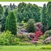 Rhododendrons,Belford Hall,Northumberland