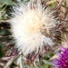 Gone to seed!
