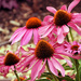 Cone Flowers