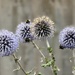 Globe Thistles