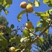 Plum time