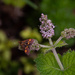 Found on the mint flowers