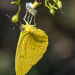 Another butterfly