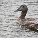 Mother Eider