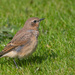Wheatear