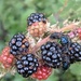 Berries n Bugs