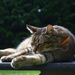 Nap on the table