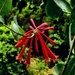 Late Bloomer