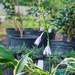 Hostas blooming...