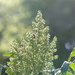 Sumac Flower