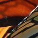Light on a Wing