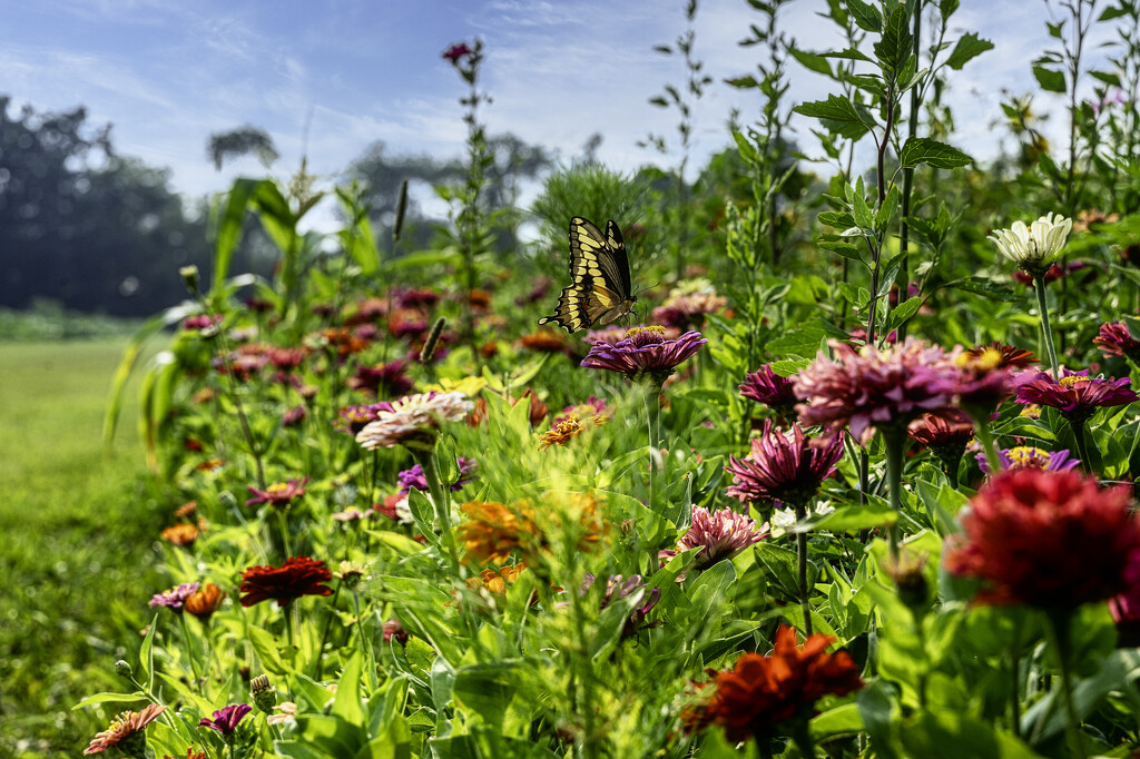 butterfly on flower by myhrhelper