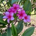 Plumeria