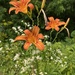 Lilies and Daisies 
