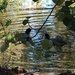 Two Little Water Hens & Ripples ~