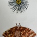 Daisy and Imperial Moth Ink and Paint