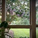 Crepe Myrtles from the Screened In Porch