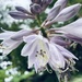 Hosta Blossoms