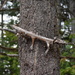 Tree Lizard