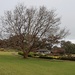 All the leaves have gone....
