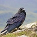 Hill Raven