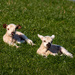Lambs