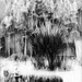 Front yard impressionism...