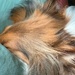 Nose between my bed pillows...