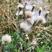 Thistles