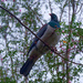 Kereru