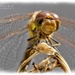 Common Darter Dragonfly (Male)  1