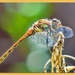 Common Darter Dragonfly (Male)  2