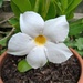 Chilean Jasmine