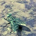 Fly on a Wave?