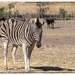 Living together with the Gnu,
