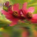 Trio Cosmos~~~~~